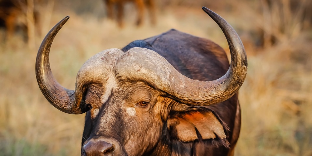Take the bull by the horns – Make your payroll working life more efficient